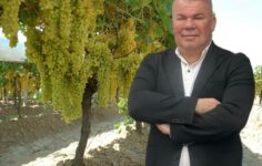 Saki İçecek: 1.100 Dönüm Bağda Kalite Sürekliliği Sağlıyor